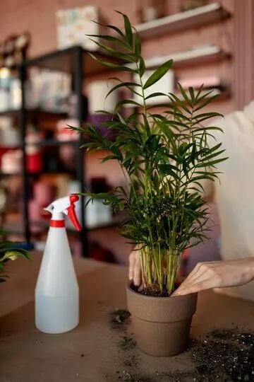 Spider Mites: How To Get Rid Of Them Effectively-What is the fastest way ? 4 spider mites