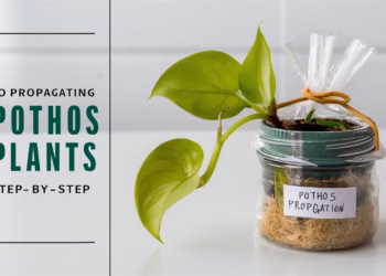 Pothos Propagation | The Fastest and Simple How-To Guide