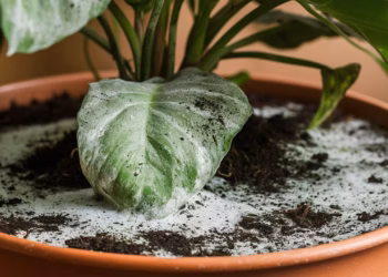 how to get rid of mold in houseplant soil