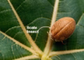 Scale On Plants: How To Get Rid Of Insects On Houseplants