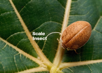 Scale On Plants: How To Get Rid Of Insects On Houseplants