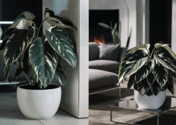 Philodendron Birkin Care - The Best Plant Care 101!