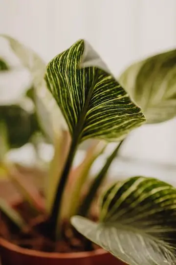 Philodendron Birkin Care - The Best Plant Care 101! 3 philodendron birkin care