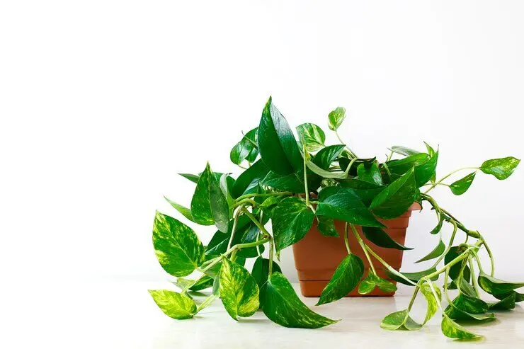 How To Care For A Pothos Plant - Your Ultimate Guide 4 how to care for golden pothos