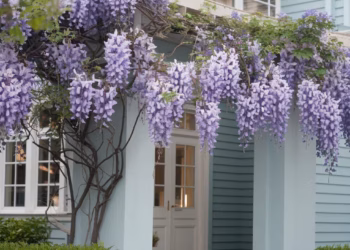 How to Grow and Care for Wisteria