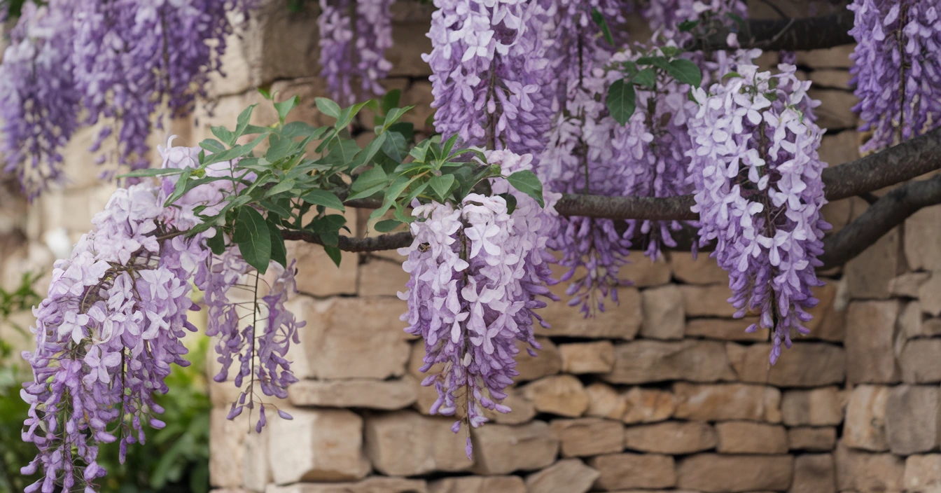 How to Grow Wisteria Vines