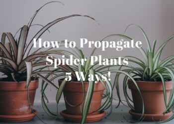 How To Propagate A Spider Plant: 5 Smart & Easy Ways