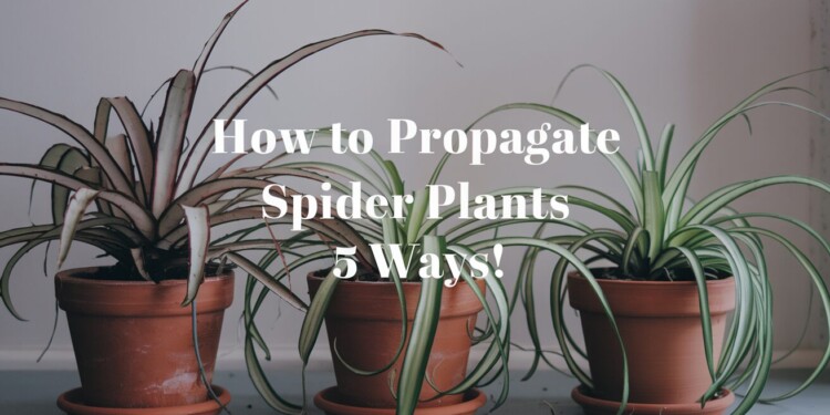 How To Propagate A Spider Plant: 5 Smart & Easy Ways