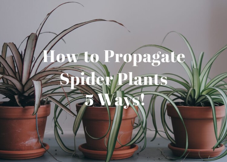 How To Propagate A Spider Plant: 5 Smart & Easy Ways