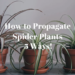How To Propagate A Spider Plant: 5 Smart & Easy Ways
